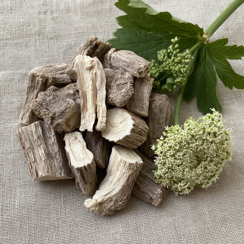 Angelica root